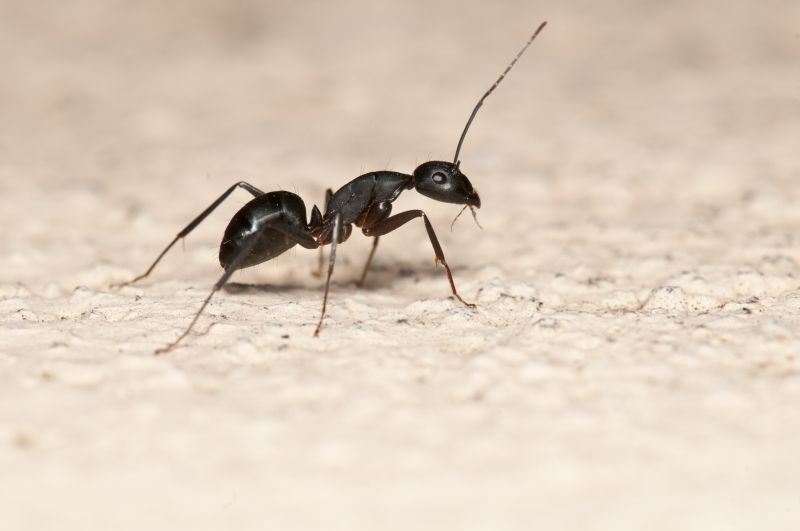 Ant Control Service in Frisco, TX