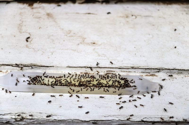 Ants Extermination Service in Katy, TX