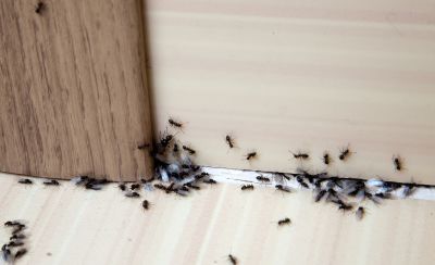 Black Ant Extermination in Mckinney, TX