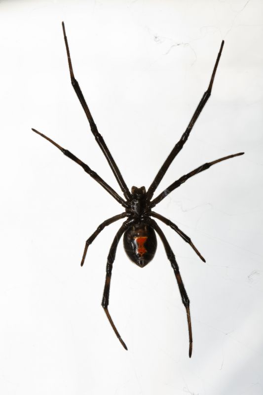 Black Widow Extermination in Fort Worth, TX