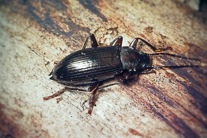 Chigger Extermination in Frisco, TX