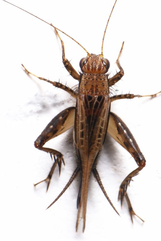 Cricket Prevention in Katy, TX