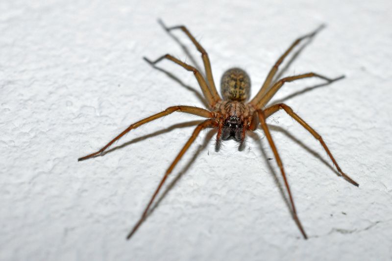 Cross Spider Extermination in Katy, TX