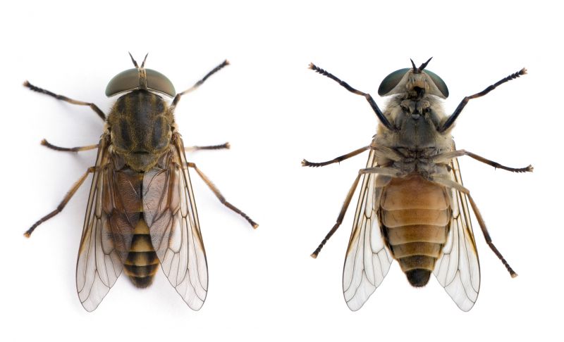 Fly Control Service in Arlington, TX