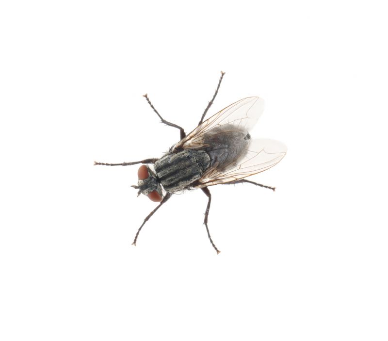 Fly Extermination in Fort Worth, TX
