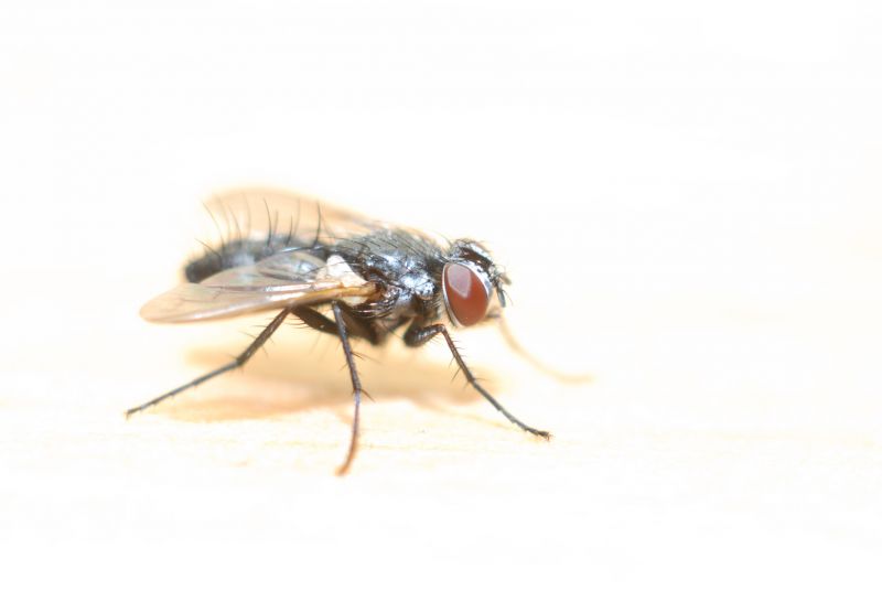 Fly Extermination in Katy, TX