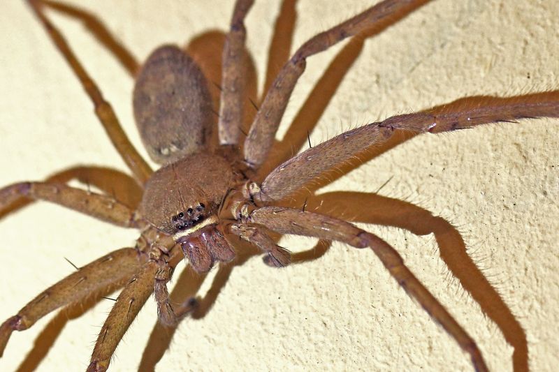Huntsman Spider Extermination in Frisco, TX