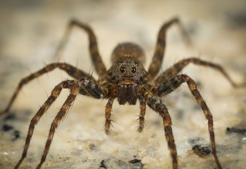 Huntsman Spider Extermination in New Braunfels, TX