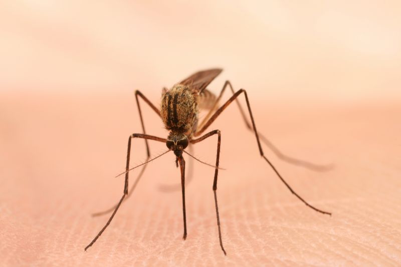 Mosquitoes Pest Control in New Braunfels, TX