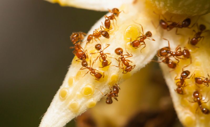 Red Ant Extermination in New Braunfels, TX