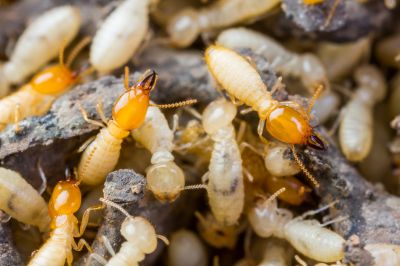 Termite Fumigation in Frisco, TX