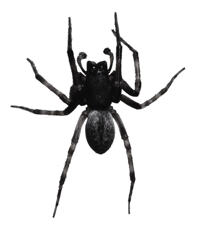 Trapdoor Spider Removal in Fort Worth, TX