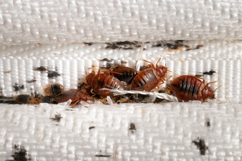 Why Professional Bed Bug Pest Control Is More Effective Than Diy Treatments