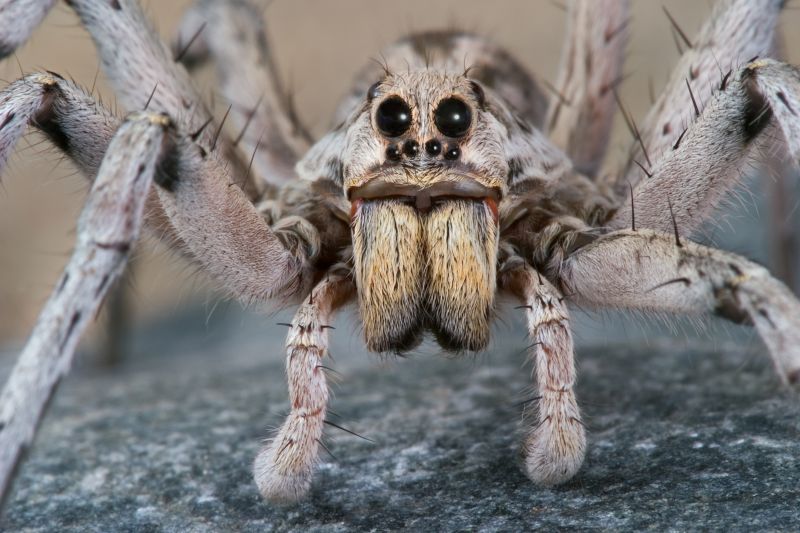Wolf Spider Removal in Katy, TX