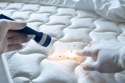 Get Bed Bugs Safely Exterminated!